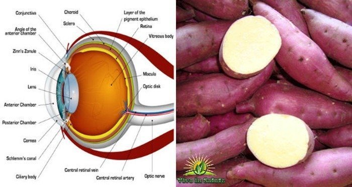Patate dolci aiutano a prevenire la cecità