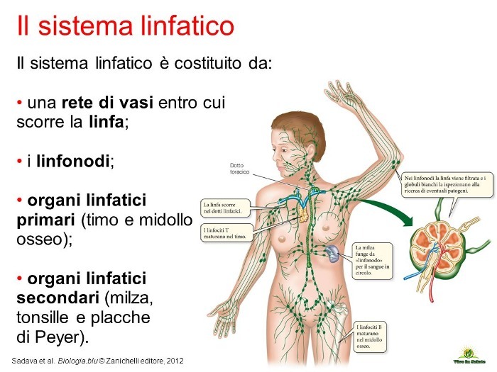 Il sistema linfatico